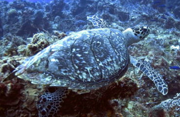 Hawksbill Sea Turtle at Caño Island