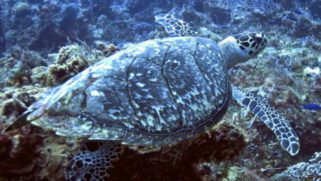 Hawksbill Sea Turtle at Caño Island