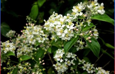 Yagé in flower