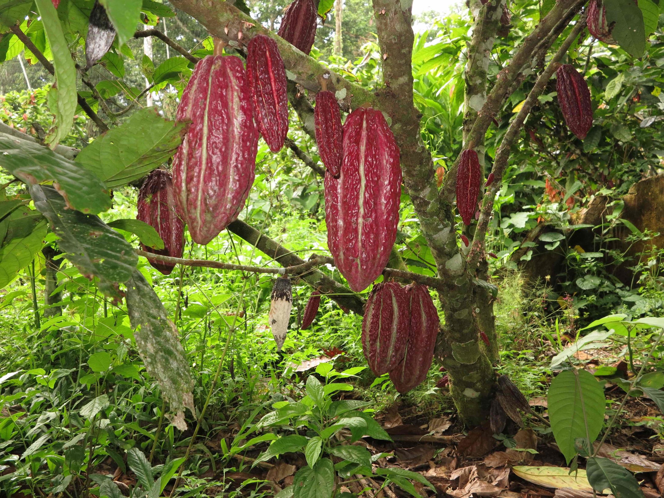 CACAO The World Tree and Her Mission Ocean Forest Ecolodge