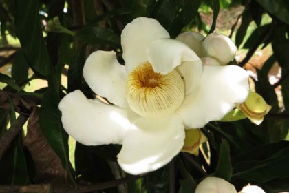 Pasu